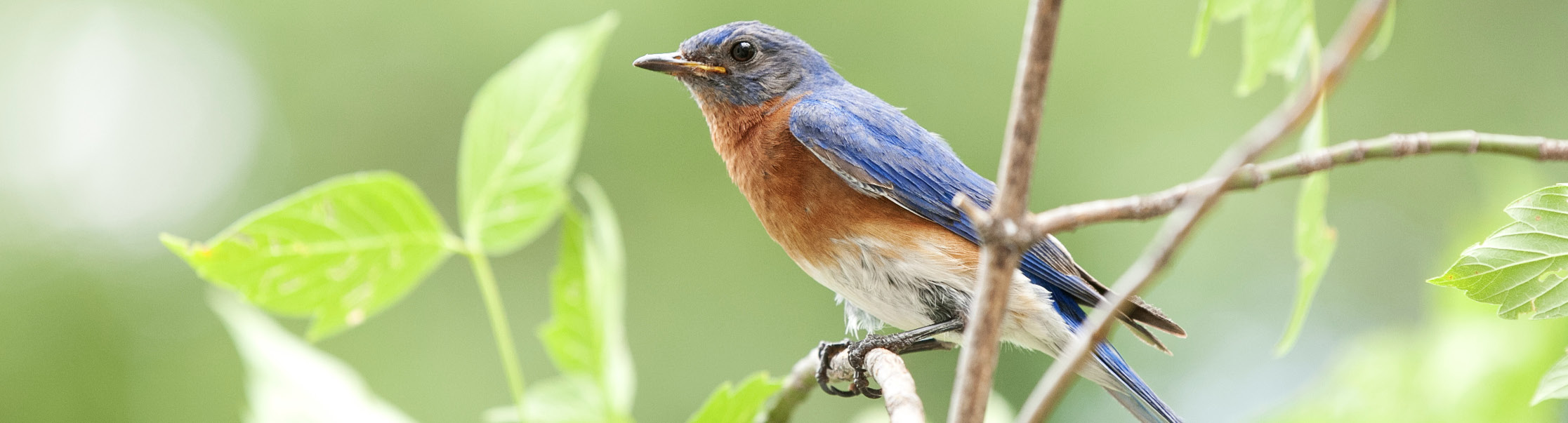 A bluebird perched on a branch